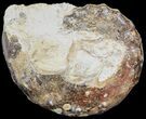 Bumpy Fossil Ammonite (Mammites) - Goulmima, Morocco #44634-1